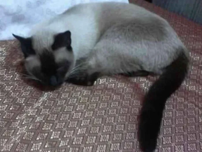 Gato raça Siamês idade 1 ano nome Feijão