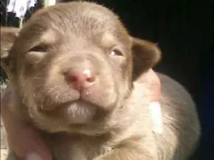 Cachorro raça Não sei idade Abaixo de 2 meses nome Sem nome