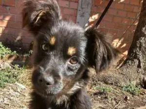 Cachorro raça Sem raça definida (SRD) idade 7 a 11 meses nome Pretinha.