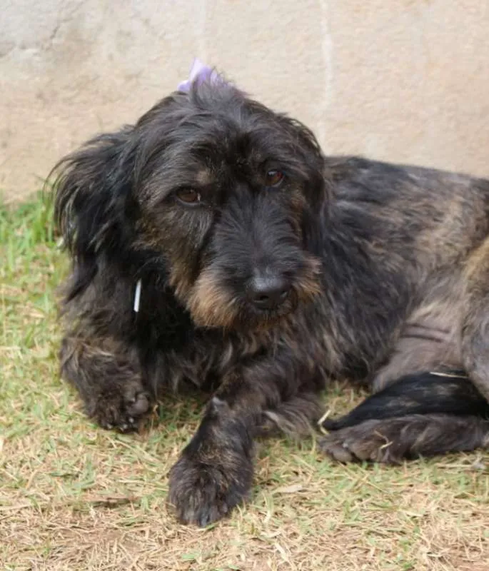 Cachorro ra a SRD idade  nome LAILA