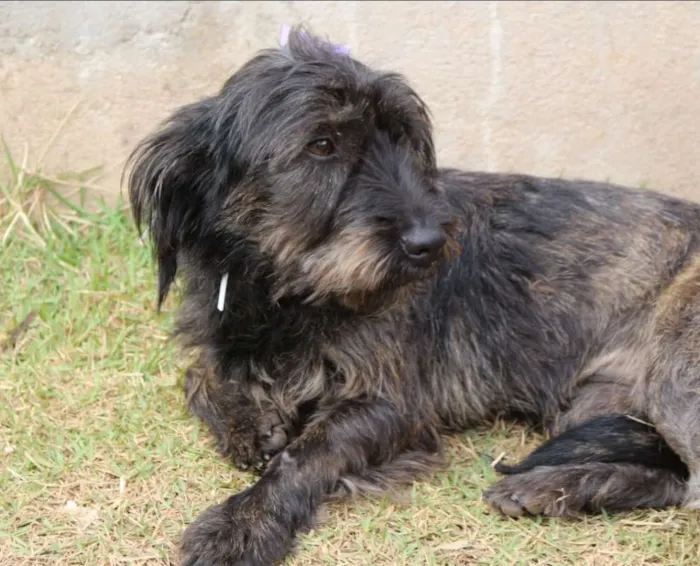 Cachorro ra a SRD idade  nome LAILA