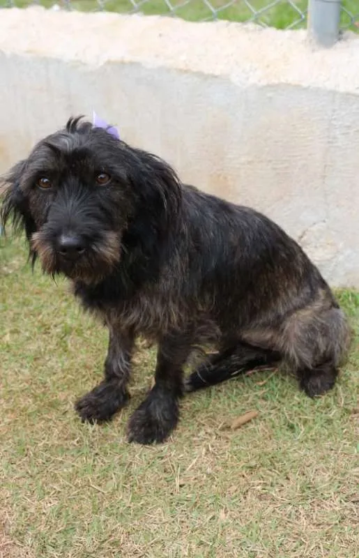 Cachorro ra a SRD idade  nome LAILA