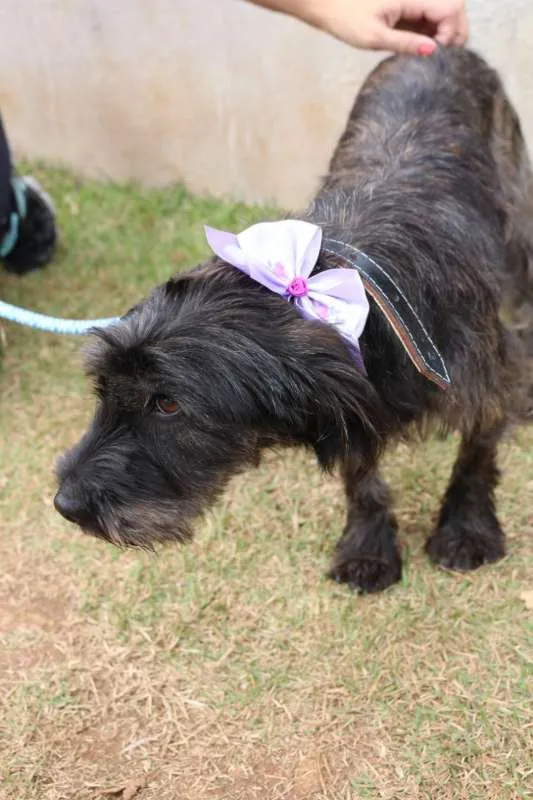 Cachorro ra a SRD idade  nome LAILA
