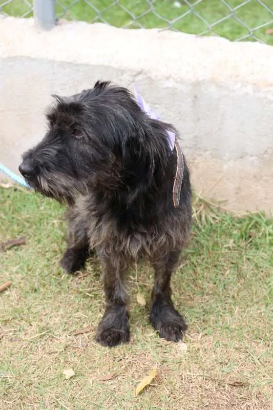 Cachorro ra a SRD idade  nome LAILA