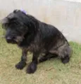 LAILA