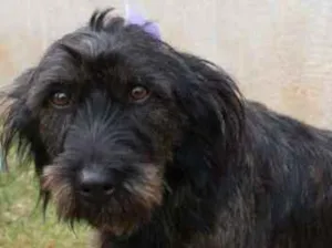 Cachorro raça SRD idade  nome LAILA