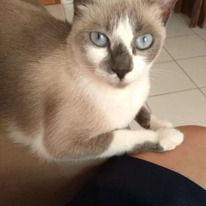 Gato raça Mistura idade 1 ano nome Valentina