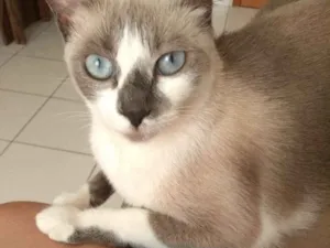 Gato raça Mistura idade 1 ano nome Valentina