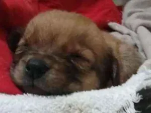 Cachorro raça Viralata idade 2 a 6 meses nome Sem nome ainda