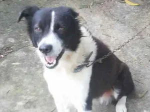 Cachorro raça SRD idade 3 anos nome Sem nome