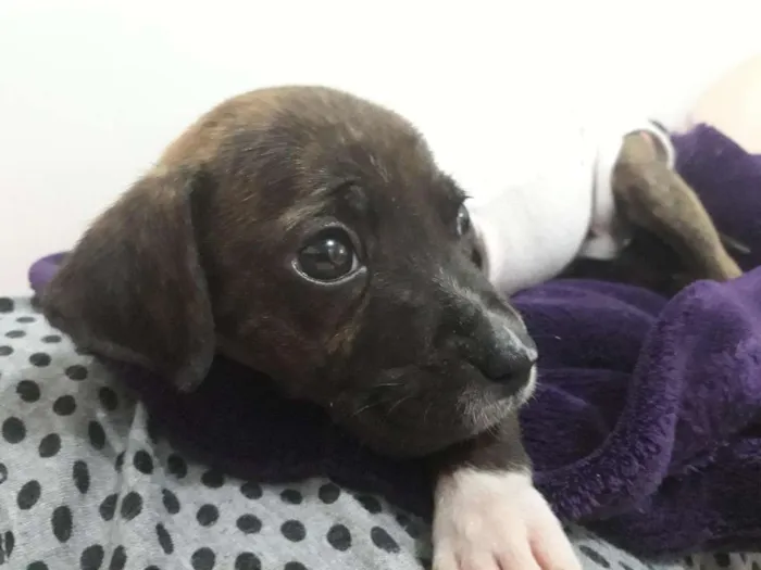 Cachorro ra a srd idade 2 a 6 meses nome Elis