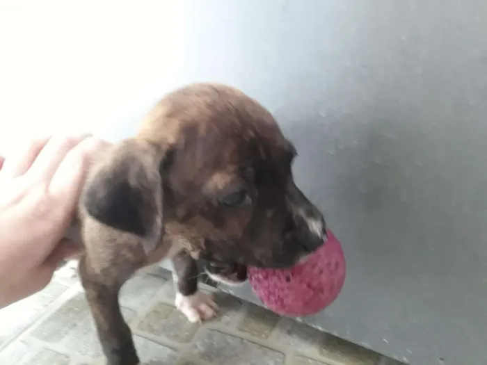 Cachorro ra a srd idade 2 a 6 meses nome Elis