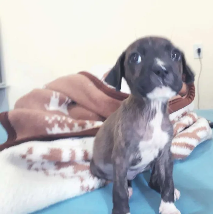 Cachorro ra a srd idade 2 a 6 meses nome Elis