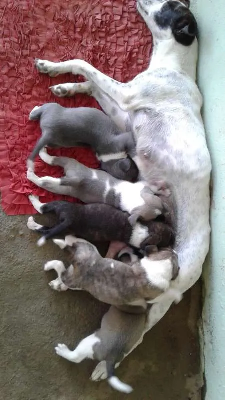 Cachorro raça SRD idade Abaixo de 2 meses nome SN