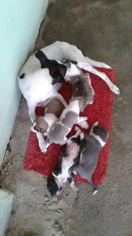 Cachorro raça SRD idade Abaixo de 2 meses nome SN