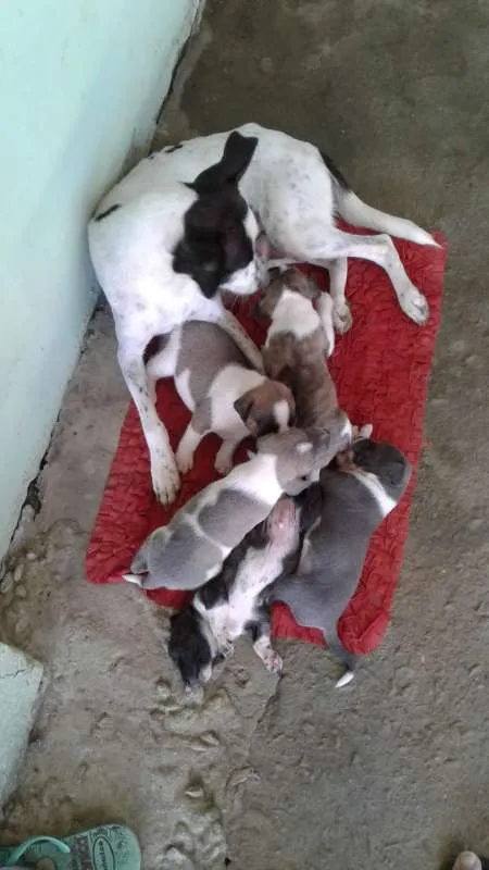 Cachorro raça SRD idade Abaixo de 2 meses nome SN