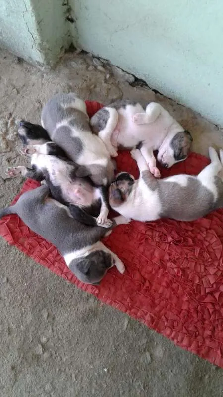 Cachorro raça SRD idade Abaixo de 2 meses nome SN
