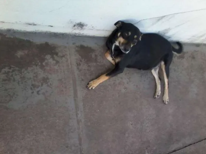 Cachorro ra a Vira lata idade 4 anos nome Neguinha