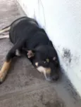 Neguinha