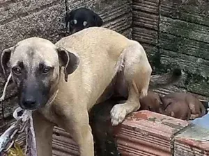 Cachorro raça Pé duro idade 7 a 11 meses nome Fel