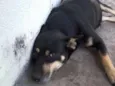 Neguinha