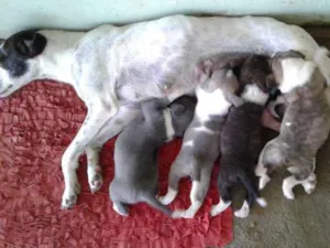 Cachorro raça SRD idade Abaixo de 2 meses nome SN