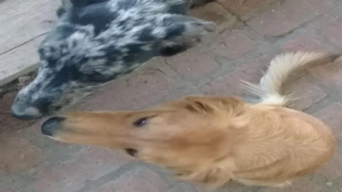 Cachorro ra a Desconhecida idade 2 a 6 meses nome Princesa