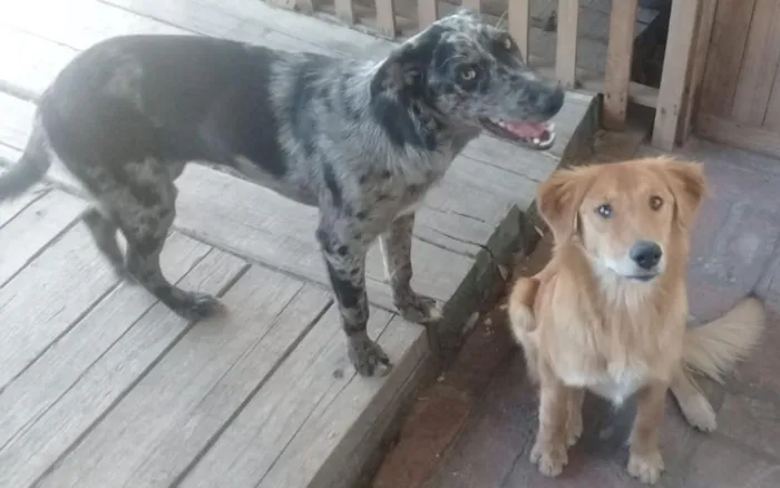 Cachorro ra a Desconhecida idade 2 a 6 meses nome Princesa