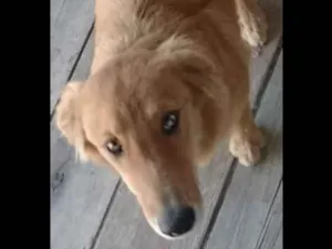 Cachorro raça Desconhecida idade 2 a 6 meses nome Princesa