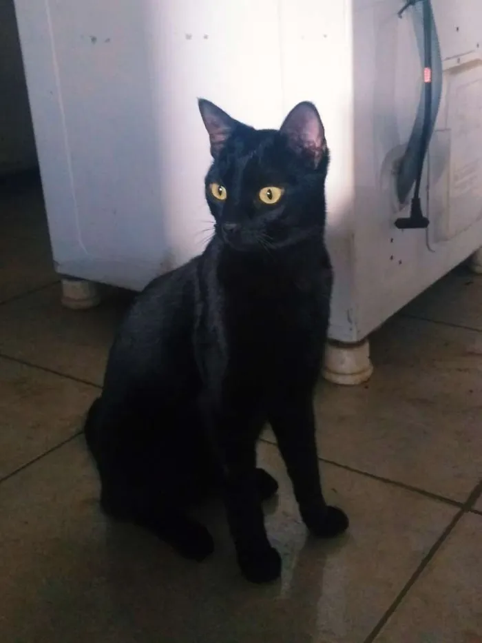 Gato ra a sem raça definida idade 2 a 6 meses nome sem nome