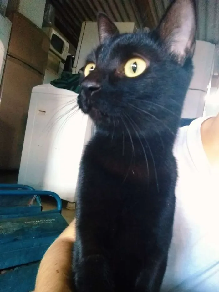 Gato ra a sem raça definida idade 2 a 6 meses nome sem nome