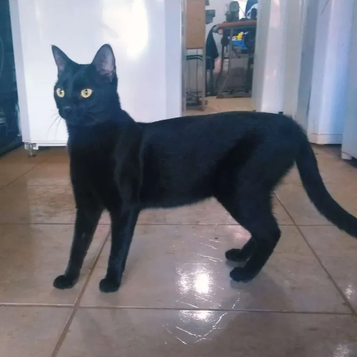 Gato ra a sem raça definida idade 2 a 6 meses nome sem nome