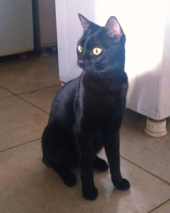 Gato ra a sem raça definida idade 2 a 6 meses nome sem nome