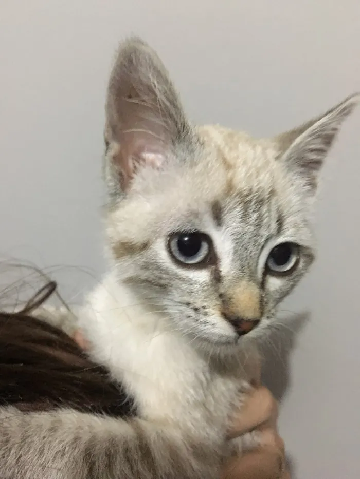 Gato ra a Raça não identificada idade 2 a 6 meses nome Sem nome