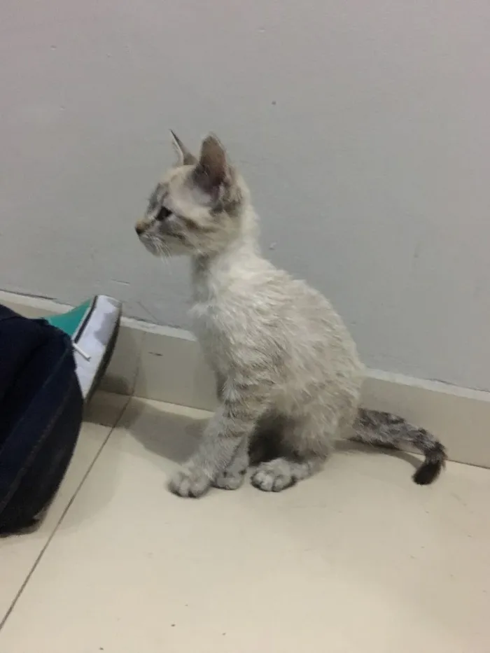 Gato ra a Raça não identificada idade 2 a 6 meses nome Sem nome