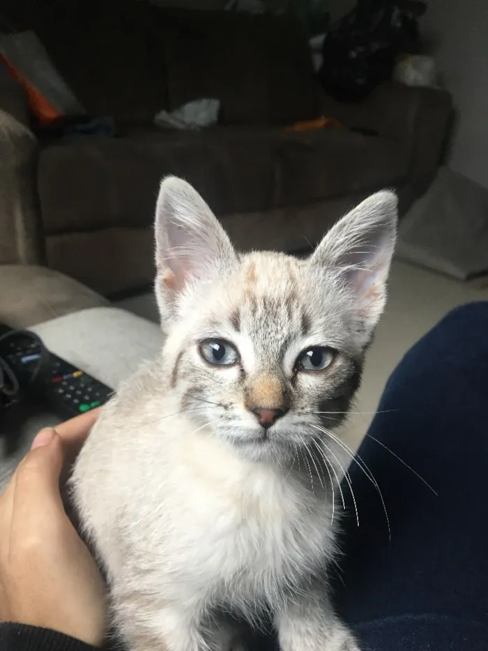 Gato ra a Raça não identificada idade 2 a 6 meses nome Sem nome