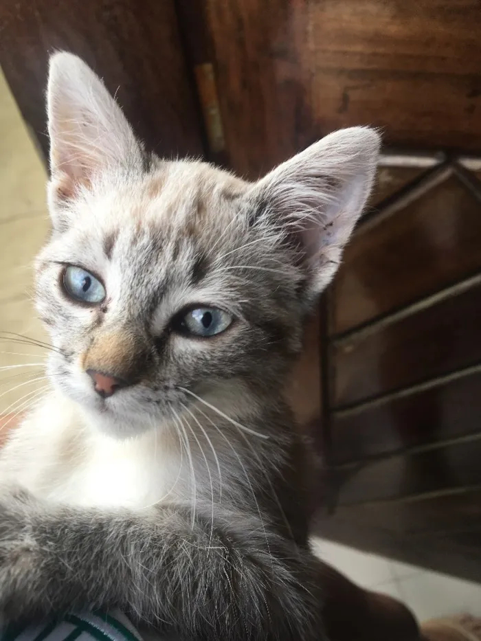 Gato ra a Raça não identificada idade 2 a 6 meses nome Sem nome