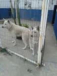 Yali / Meagge