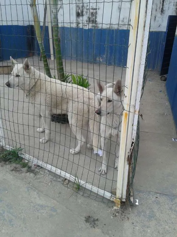 Cachorro raça Pastor Branco idade 6 ou mais anos nome Yali / Meagge
