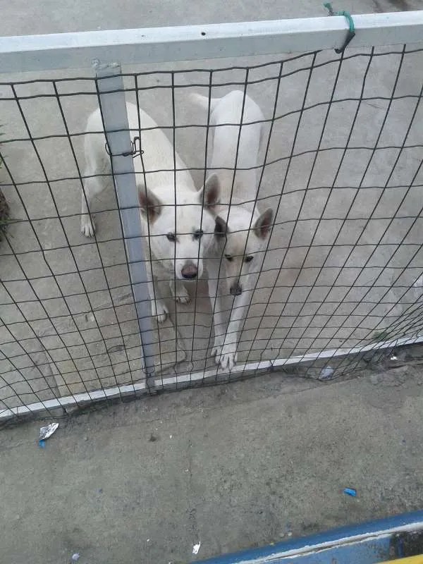 Cachorro raça Pastor Branco idade 6 ou mais anos nome Yali / Meagge