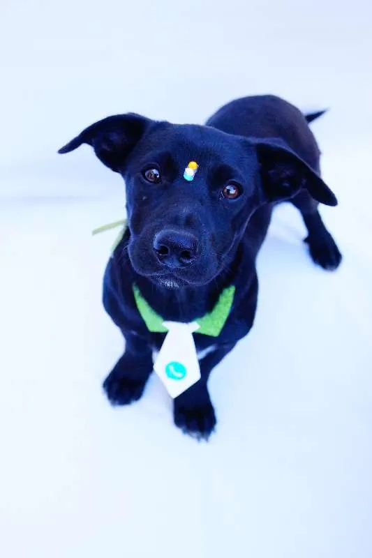 Cachorro ra a SRD idade 2 a 6 meses nome Dudu
