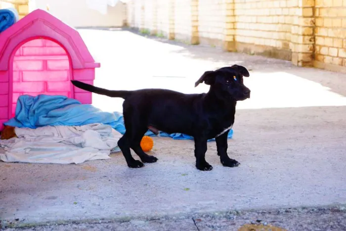 Cachorro ra a SRD idade 2 a 6 meses nome Dudu