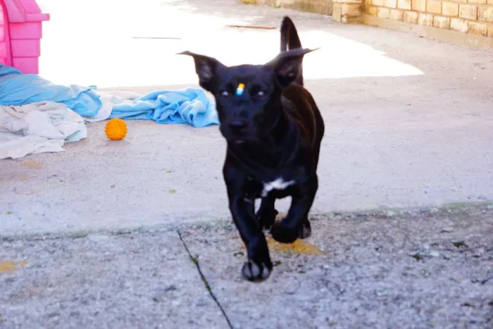 Cachorro ra a SRD idade 2 a 6 meses nome Dudu