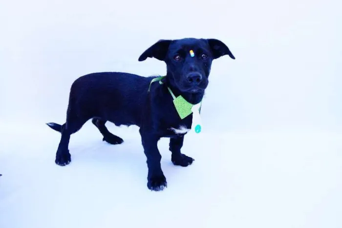 Cachorro ra a SRD idade 2 a 6 meses nome Dudu