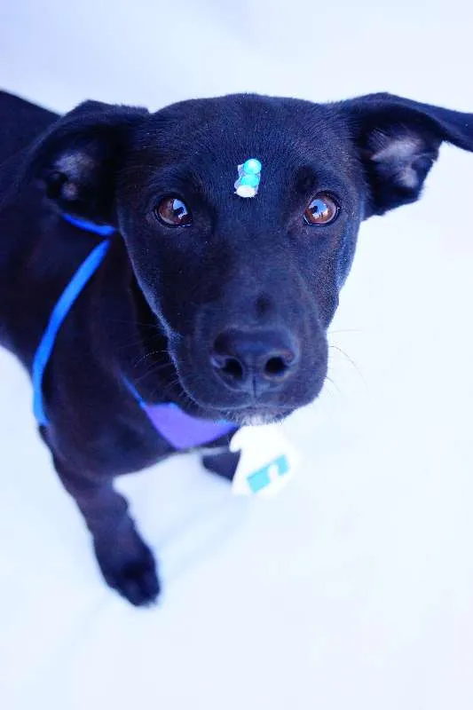 Cachorro ra a SRD idade 2 a 6 meses nome Dedé