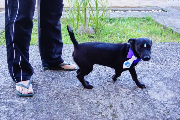 Cachorro ra a SRD idade 2 a 6 meses nome Dedé