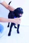 Dedé