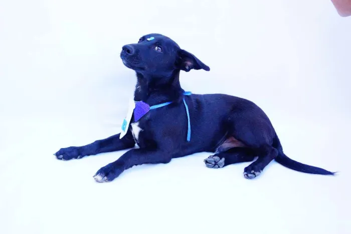 Cachorro ra a SRD idade 2 a 6 meses nome Dedé