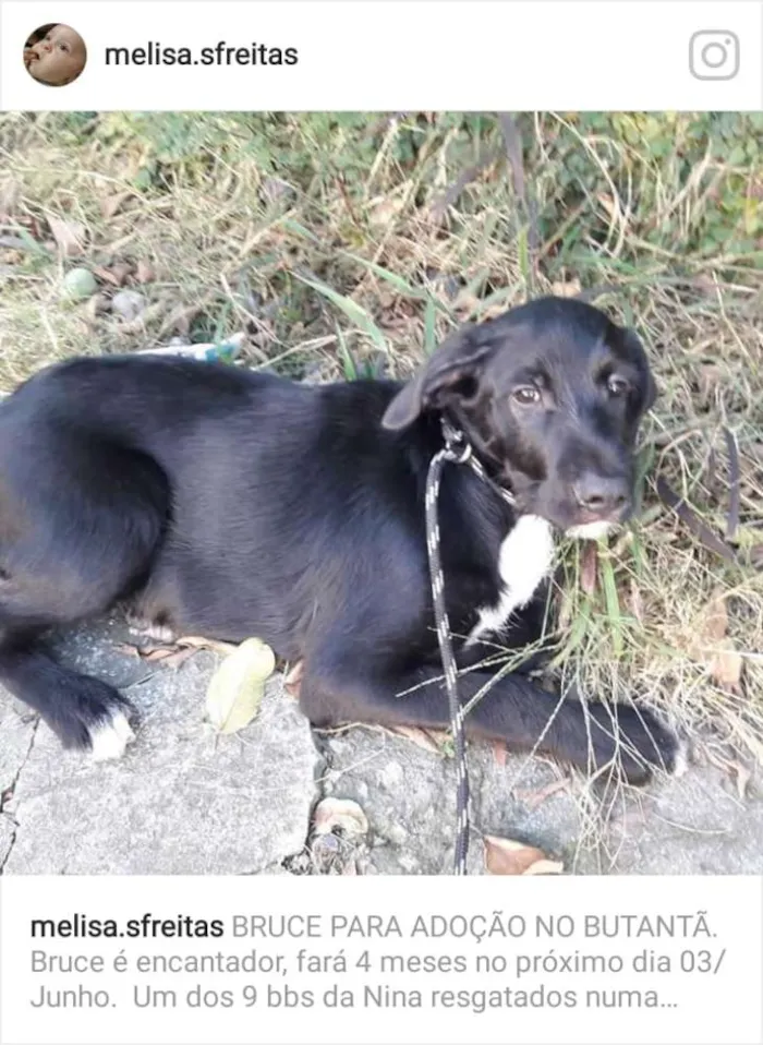 Cachorro ra a  idade 2 a 6 meses nome Bruce 