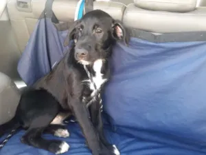 Cachorro raça  idade 2 a 6 meses nome Bruce 